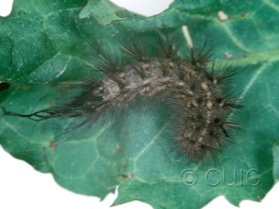 dorsal view of larva Arctiine on Ribes in USA: MT