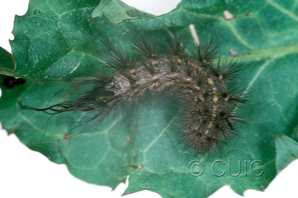 dorsal view of larva Arctiine on Ribes in USA: MT