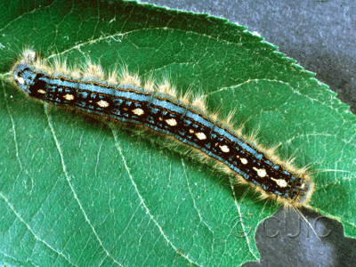 dorsal view of larva Malacosoma disstria