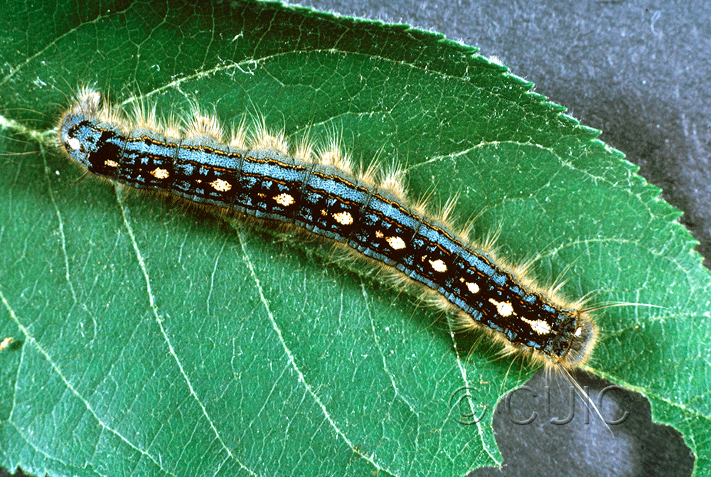 dorsal view of larva Malacosoma disstria