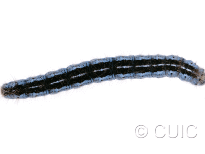 dorsal view of larva Malacosoma californica on Populus deltoides in USA: MT