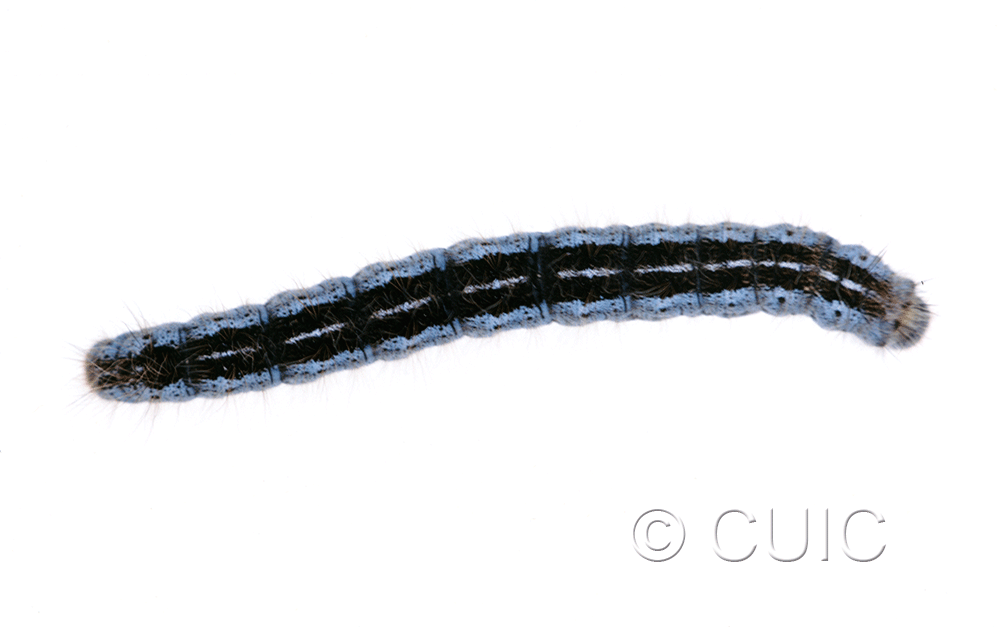 dorsal view of larva Malacosoma californica on Populus deltoides in USA: MT