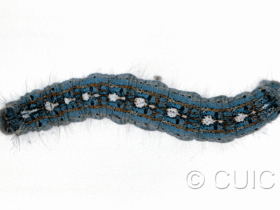 dorsal view of larva Malacosoma disstria on Populus deltoides in USA: MT