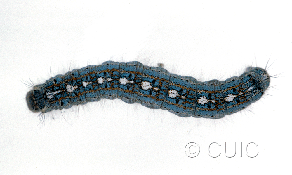 dorsal view of larva Malacosoma disstria on Populus deltoides in USA: MT