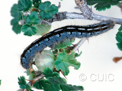 lateral view of larva Malacosoma californica on Populus deltoides in USA: MT