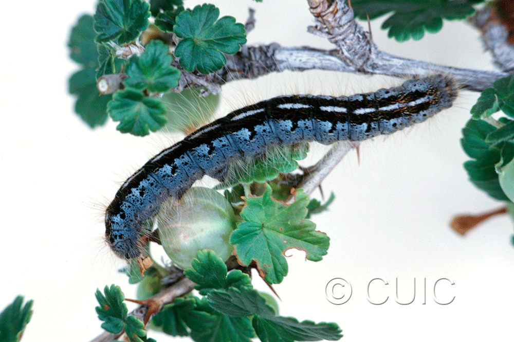 lateral view of larva Malacosoma californica on Populus deltoides in USA: MT