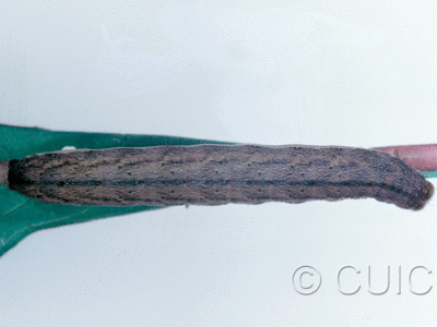 dorsal view of larva Mamestra curialis on Taraxacum in CANADA: NS