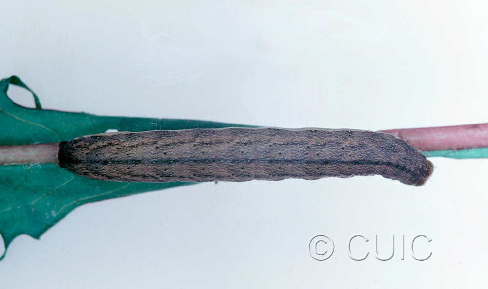 dorsal view of larva Mamestra curialis on Taraxacum in CANADA: NS