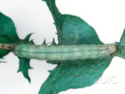 dorsal view of larva Mamestra curialis on Taraxacum in CANADA: NS