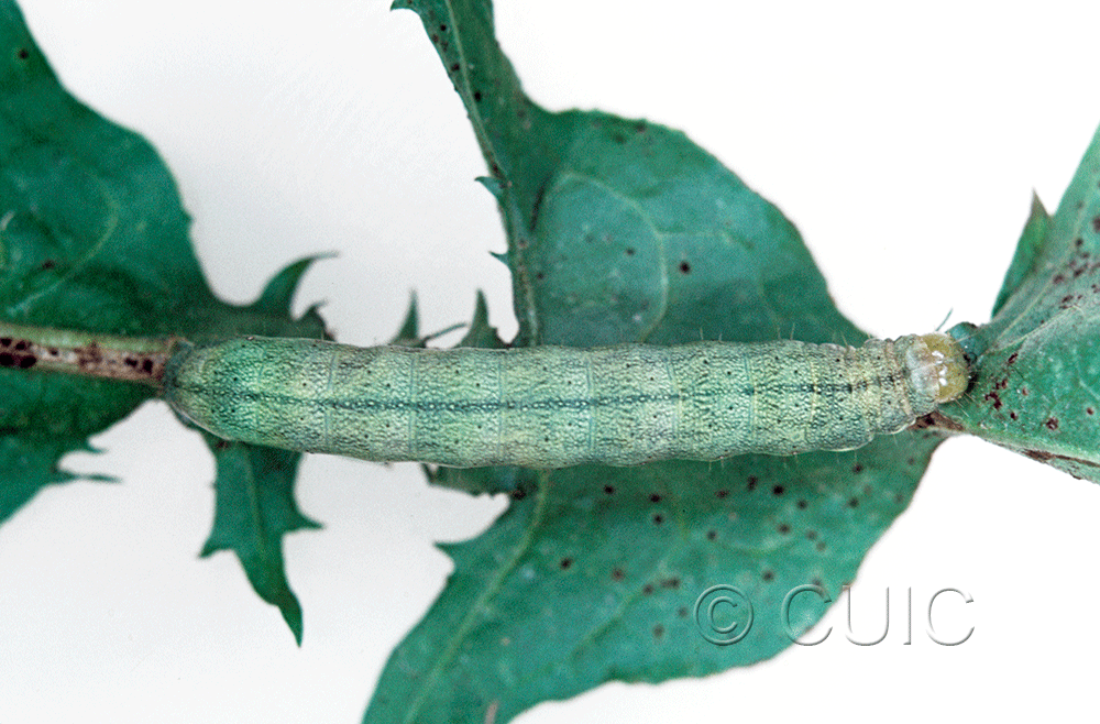 dorsal view of larva Mamestra curialis on Taraxacum in CANADA: NS