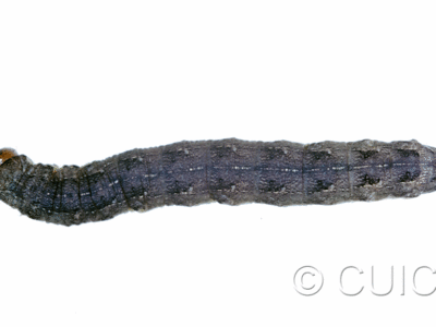 dorsal view of larva Mamestra curialis on Taraxacum in CANADA: NS