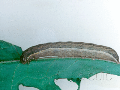 lateral view of larva Mamestra curialis on Taraxacum in CANADA: NS