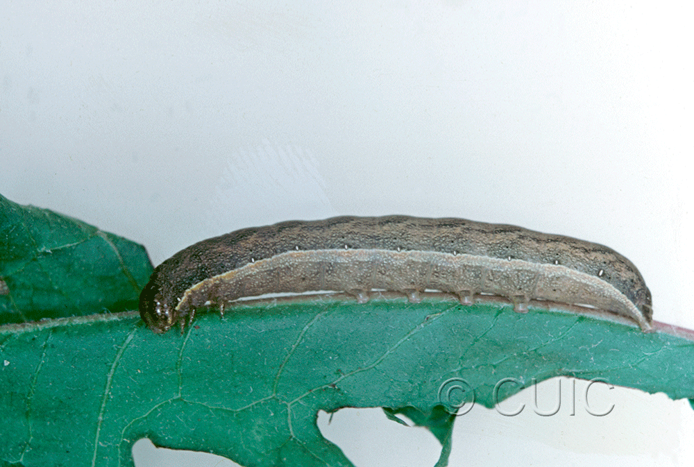 lateral view of larva Mamestra curialis on Taraxacum in CANADA: NS