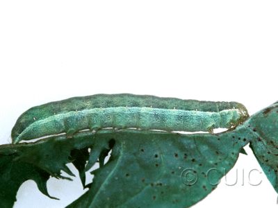 lateral view of larva Mamestra curialis on Taraxacum in CANADA: NS