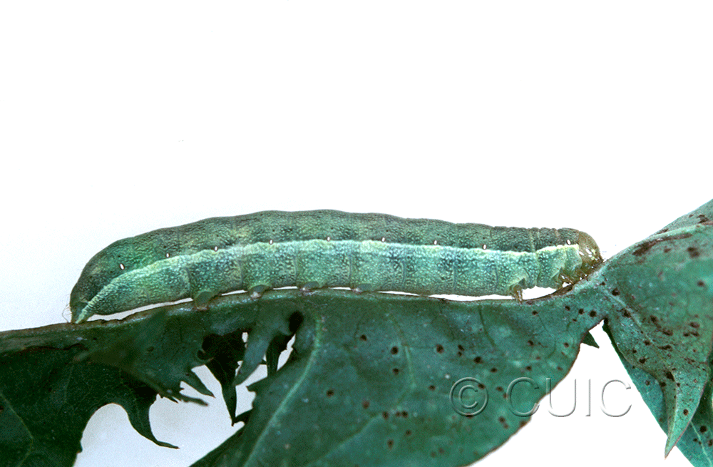 lateral view of larva Mamestra curialis on Taraxacum in CANADA: NS
