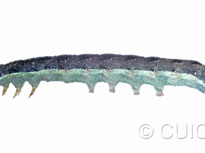 lateral view of larva Mamestra curialis on Taraxacum in CANADA: NS