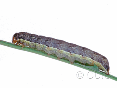 lateral view of larva Mamestra curialis on Taraxacum in USA: MT