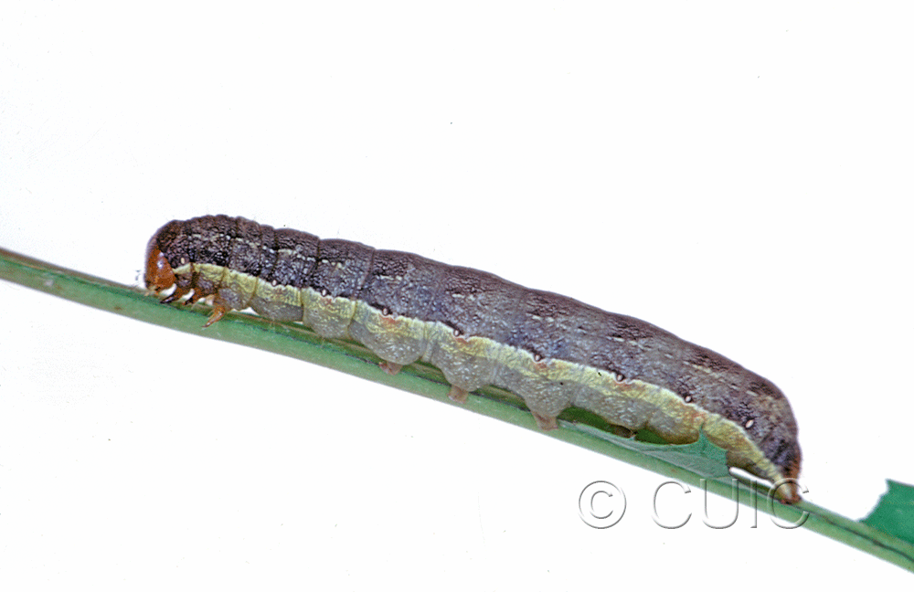 lateral view of larva Mamestra curialis on Taraxacum in USA: MT