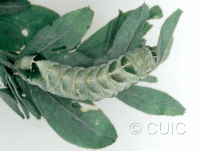dorsal view of larva Melanchra adjuncta in USA: NY