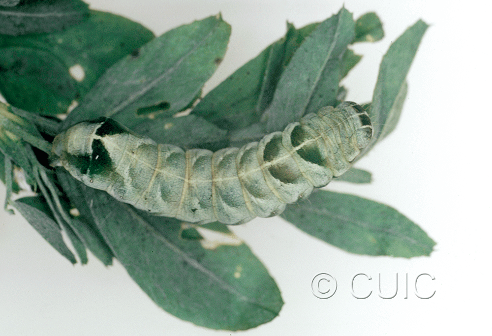 dorsal view of larva Melanchra adjuncta in USA: NY