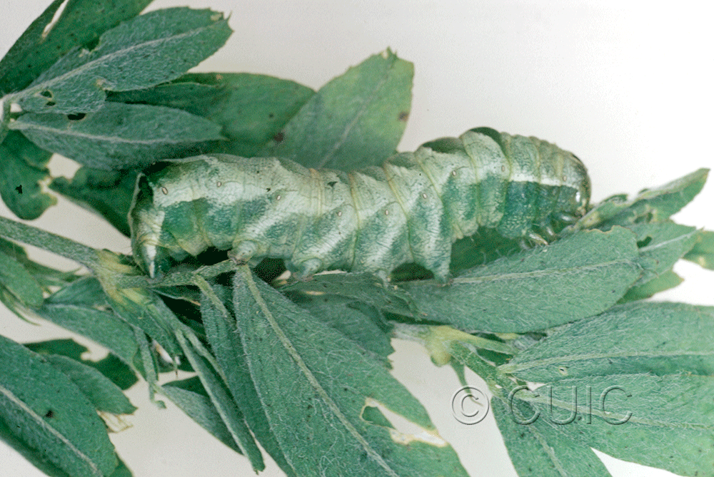 lateral view of larva Melanchra adjuncta in USA: NY