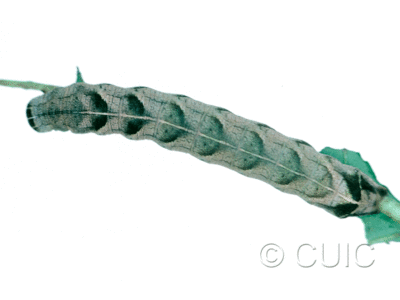 dorsal view of larva Melanchra adjuncta on Taraxacum in USA: MT