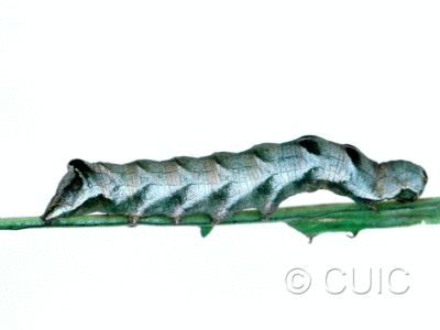 lateral view of larva Melanchra adjuncta on Taraxacum in USA: MT