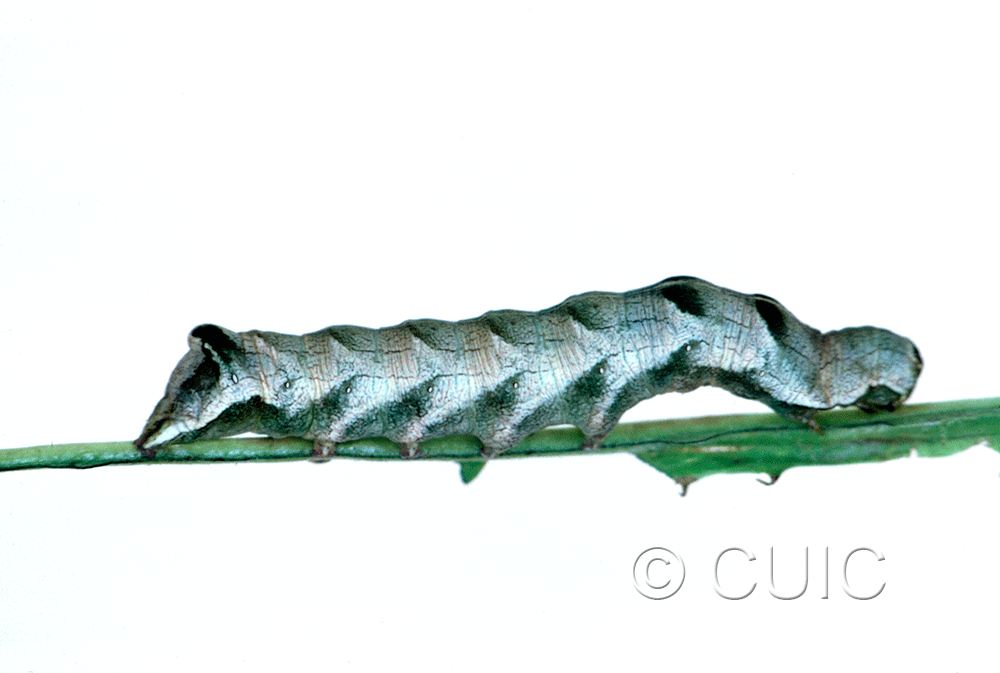 lateral view of larva Melanchra adjuncta on Taraxacum in USA: MT