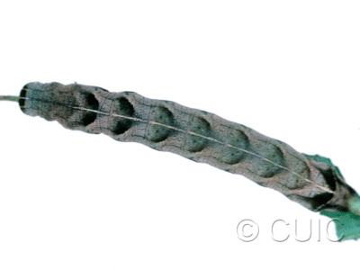 dorsal view of larva Melanchra adjuncta on Taraxacum in USA: MT