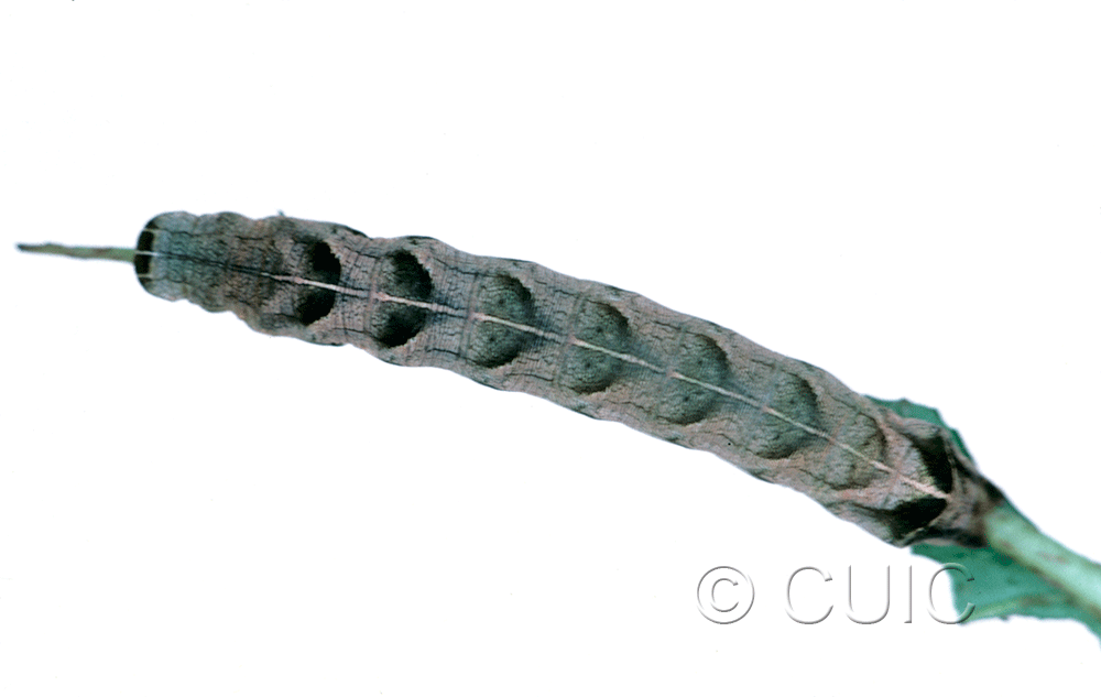 dorsal view of larva Melanchra adjuncta on Taraxacum in USA: MT