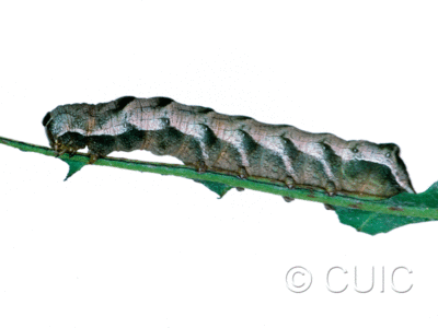 lateral view of larva Melanchra adjuncta on Taraxacum in USA: MT