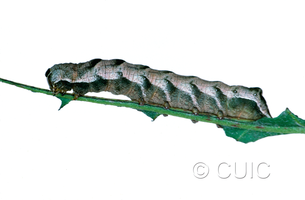 lateral view of larva Melanchra adjuncta on Taraxacum in USA: MT