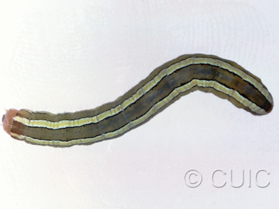 dorsal view of larva Melanchra assimilis on ferns in CANADA: NS