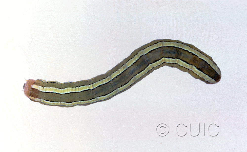 dorsal view of larva Melanchra assimilis on ferns in CANADA: NS