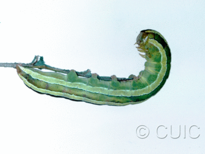lateral view of larva Melanchra assimilis on ferns in CANADA: NS