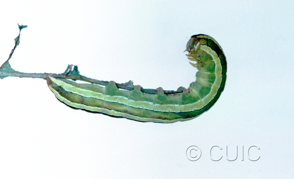 lateral view of larva Melanchra assimilis on ferns in CANADA: NS