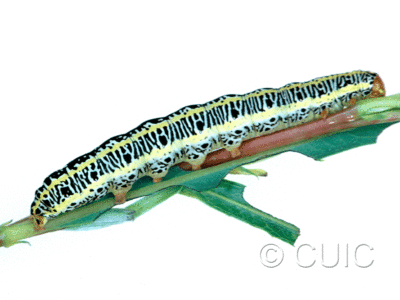 lateral view of larva Melanchra picta on Salix in USA: MT