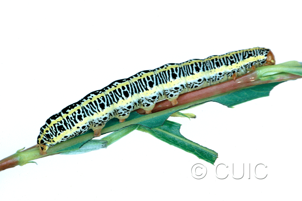 lateral view of larva Melanchra picta on Salix in USA: MT
