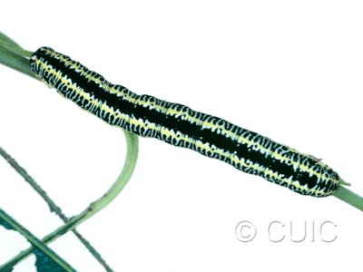 dorsal view of larva Melanchra picta on Salix in USA: MT