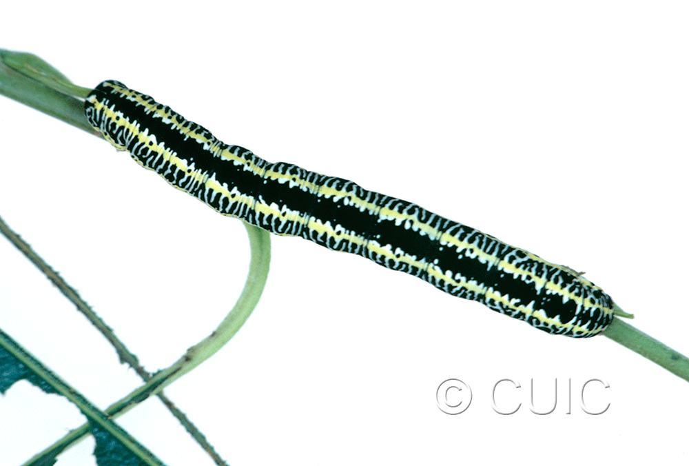 dorsal view of larva Melanchra picta on Salix in USA: MT