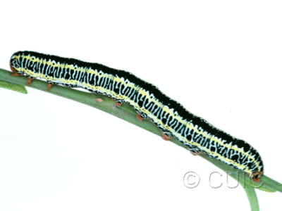 lateral view of larva Melanchra picta on Salix in USA: MT