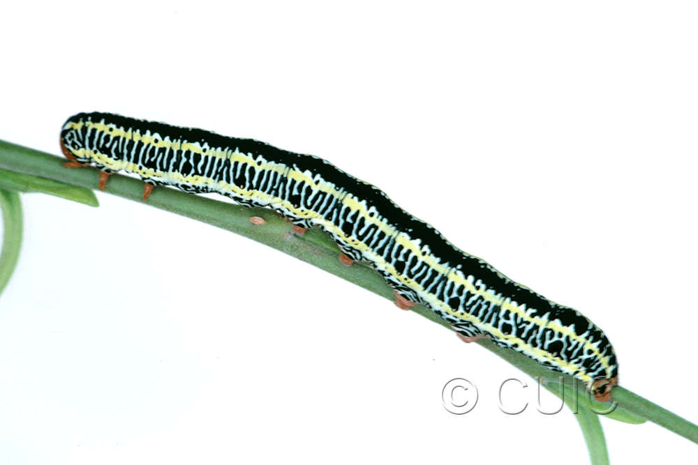 lateral view of larva Melanchra picta on Salix in USA: MT