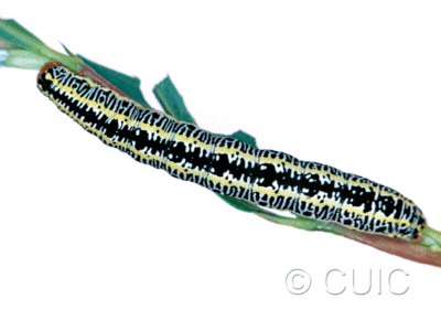 dorsal view of larva Melanchra picta on Salix in USA: MT