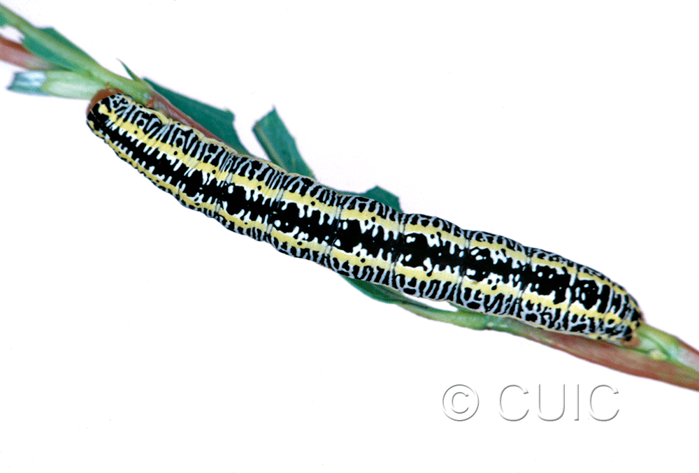 dorsal view of larva Melanchra picta on Salix in USA: MT