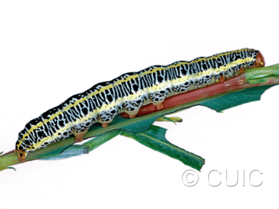 lateral view of larva Melanchra picta on Salix in USA: MT
