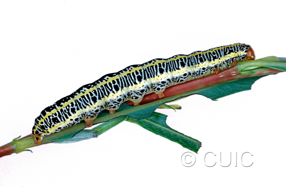 lateral view of larva Melanchra picta on Salix in USA: MT