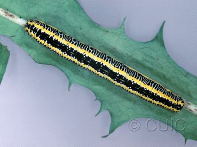 dorsal view of larva Melanchra picta on Brassica cabbage in USA: NY