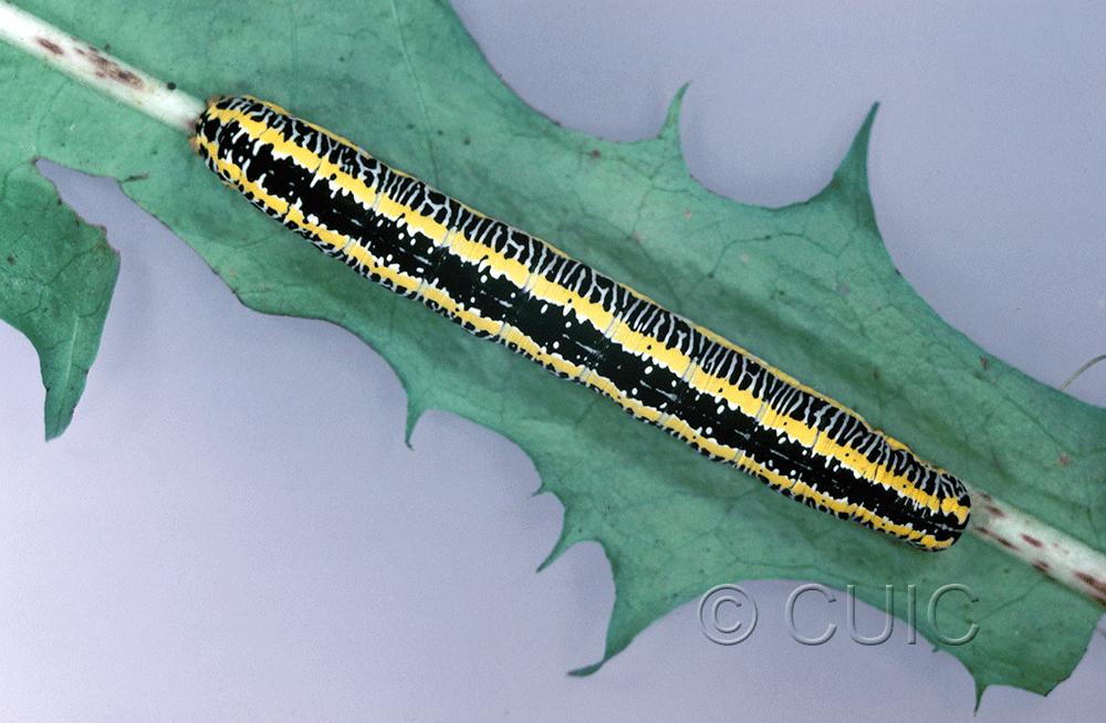 dorsal view of larva Melanchra picta on Brassica cabbage in USA: NY