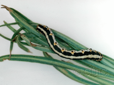 dorsal view of larva Meris suffusaria on Penstemon in USA: AZ