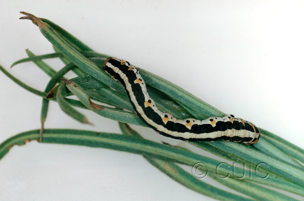dorsal view of larva Meris suffusaria on Penstemon in USA: AZ